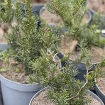Tis obyčajný (Taxus baccata) ´FARMEN´- výška: 30-50 cm, kont. C5L